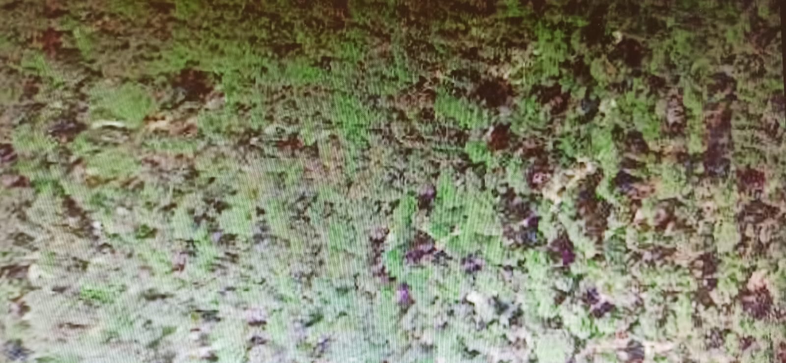 Terreno Agricolo a Arrone