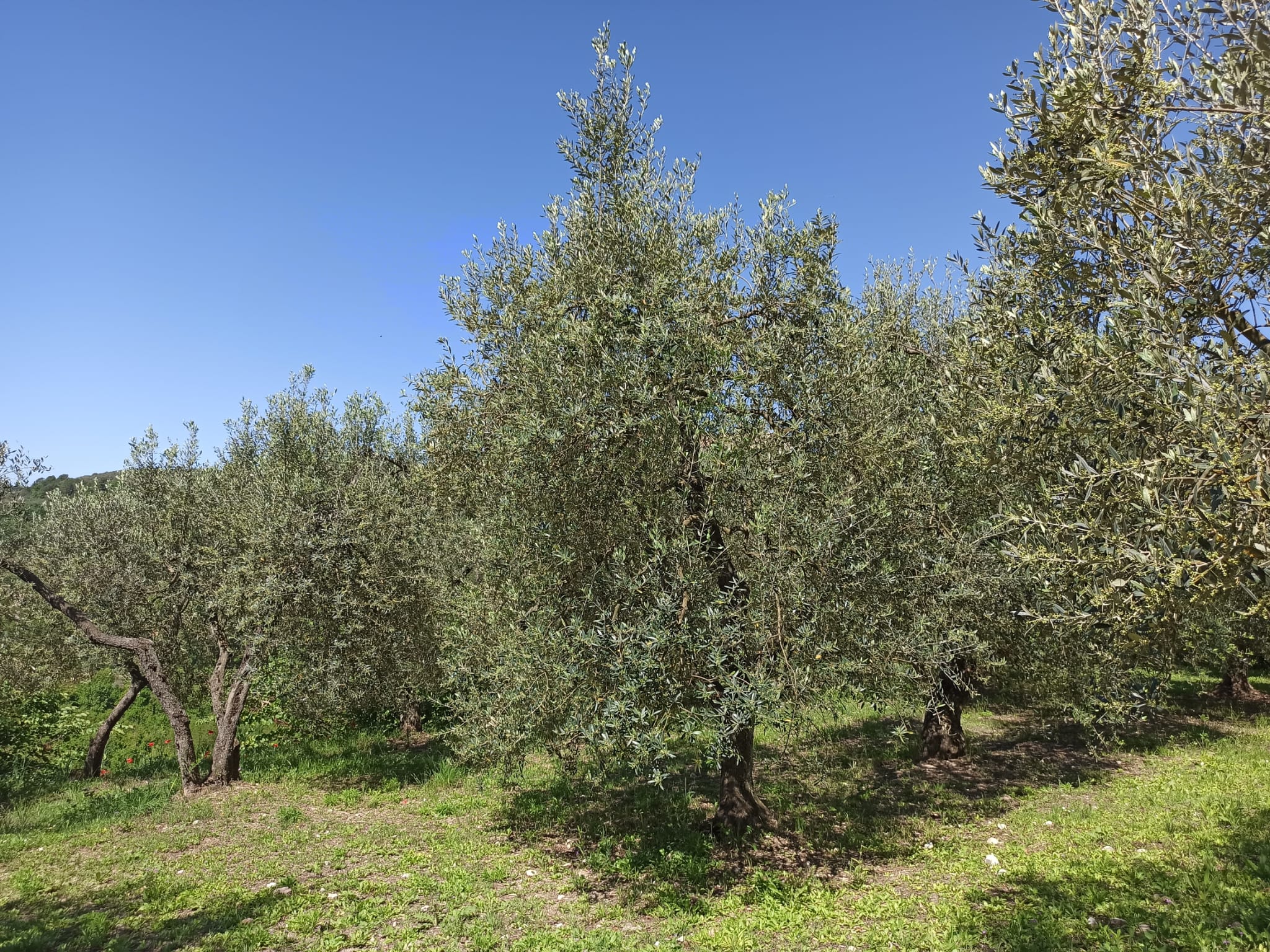 Terreno Agricolo a Arrone