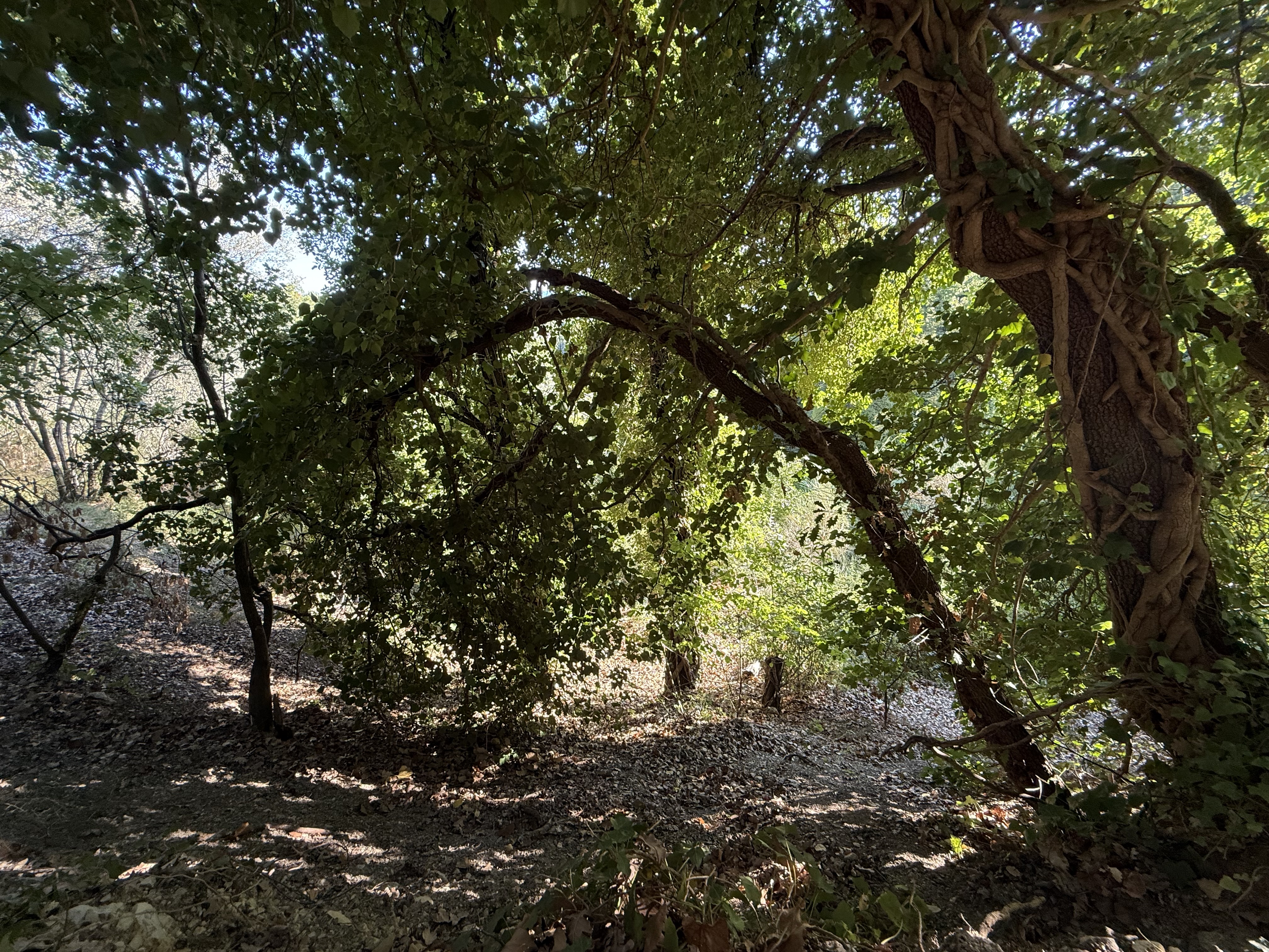 Terreno Agricolo a Terni